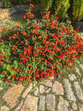 Фото к новости «Наш настоятель на Святой Горе Афон»